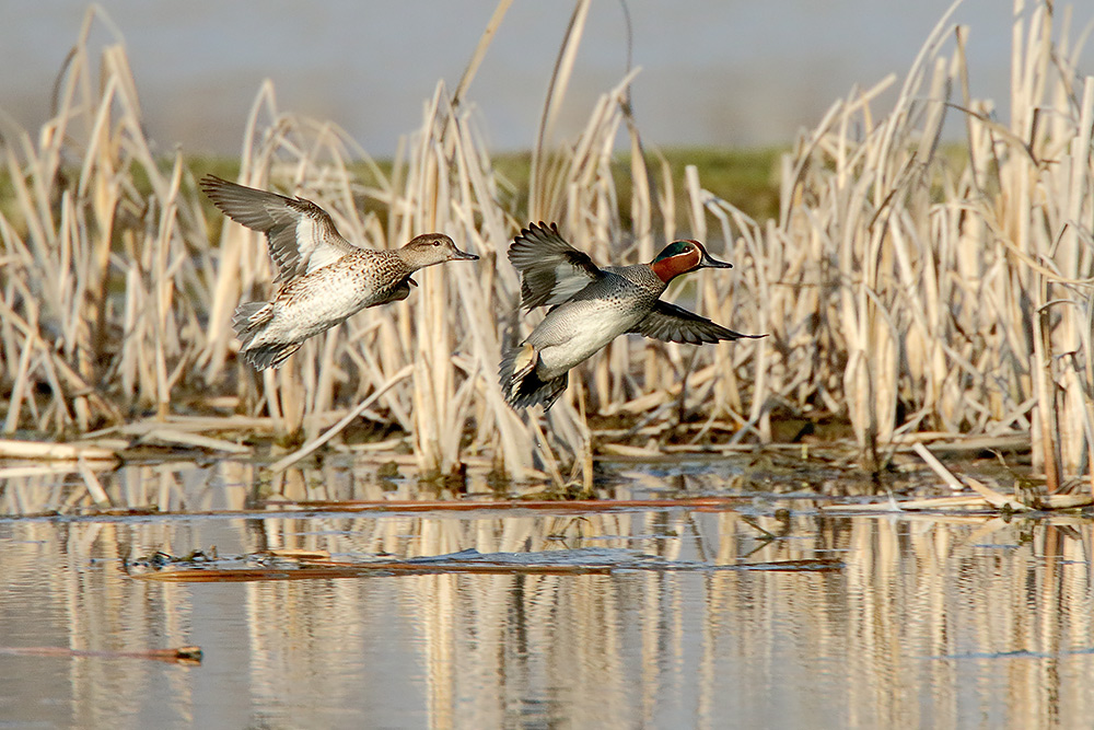 Ad ali spiegate, il sogno di Icaro.